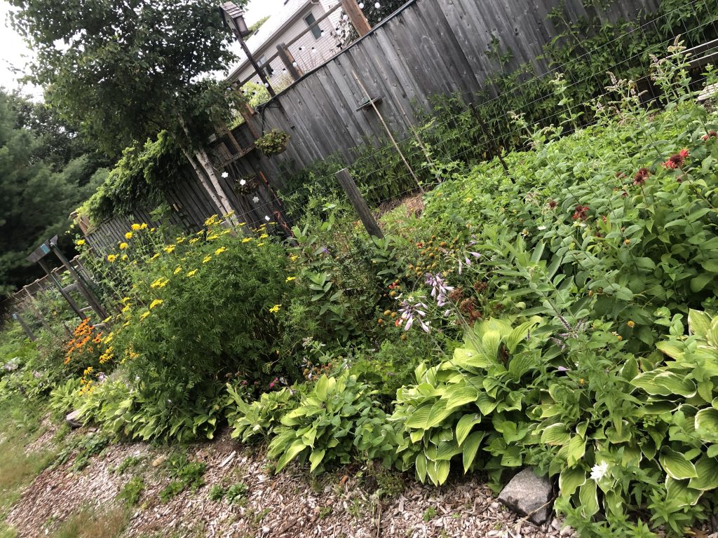 Urban gardening on the trans Canada Pipeline